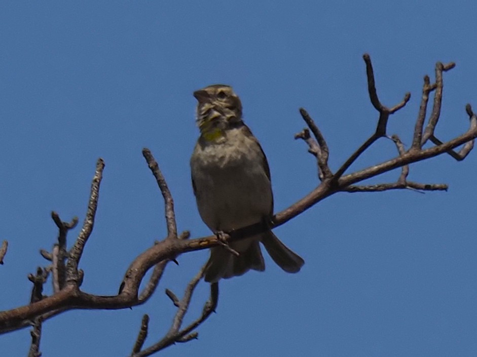 Gorrión Cejudo - ML646509689