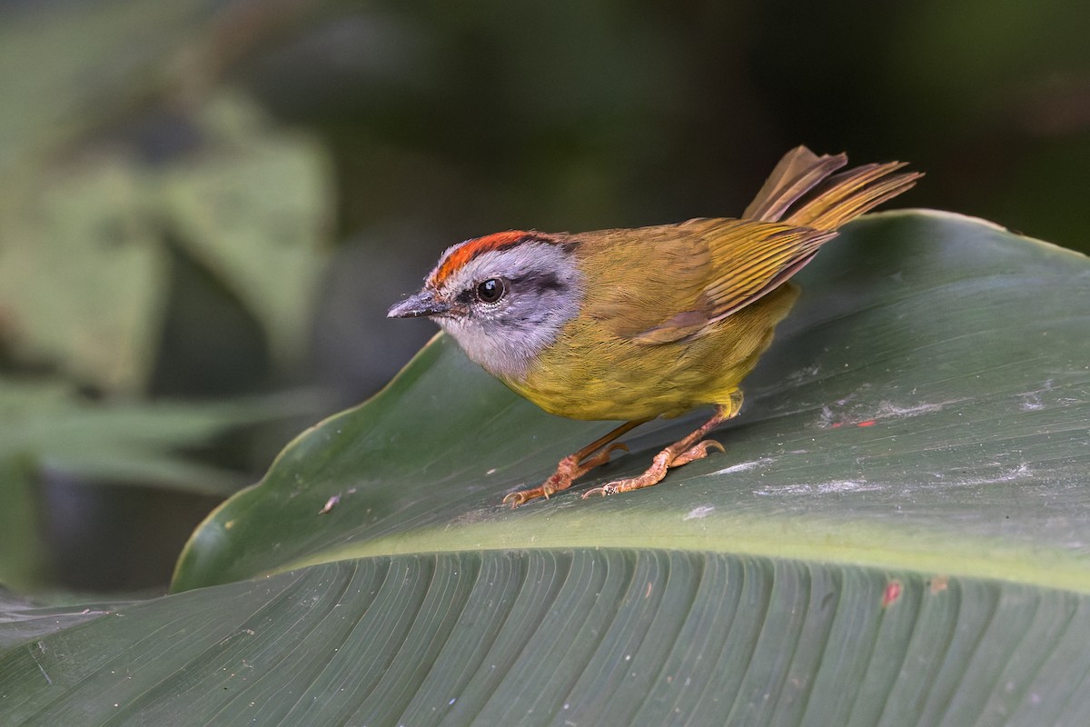 Reinita Coronirroja - ML646509690