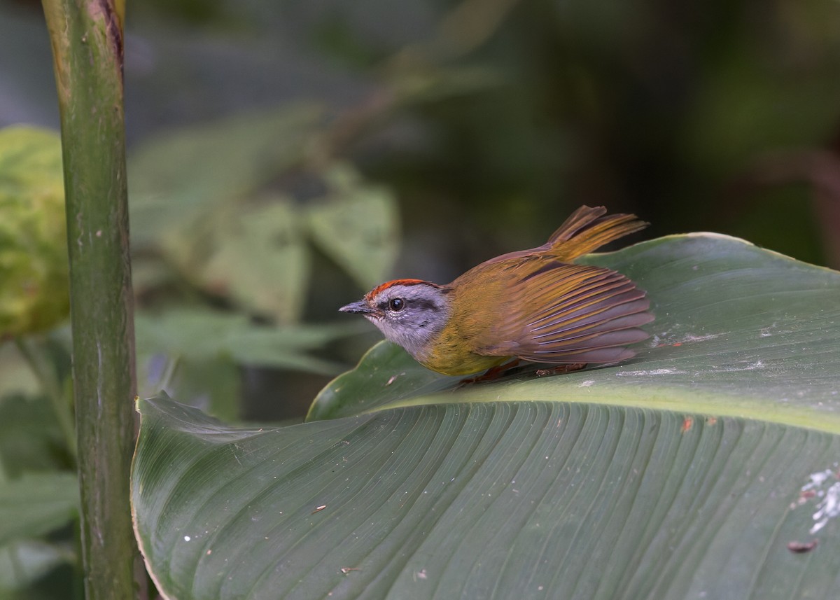 Reinita Coronirroja - ML646509693