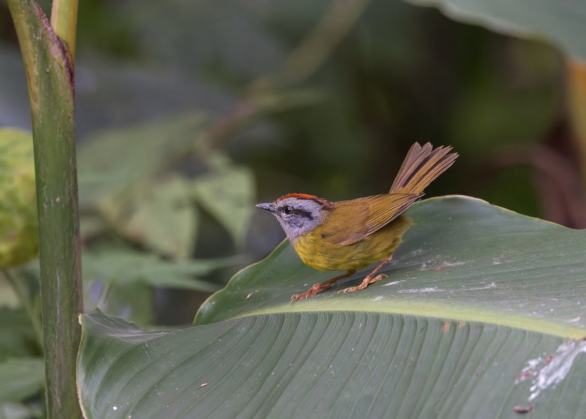 Reinita Coronirroja - ML646509694