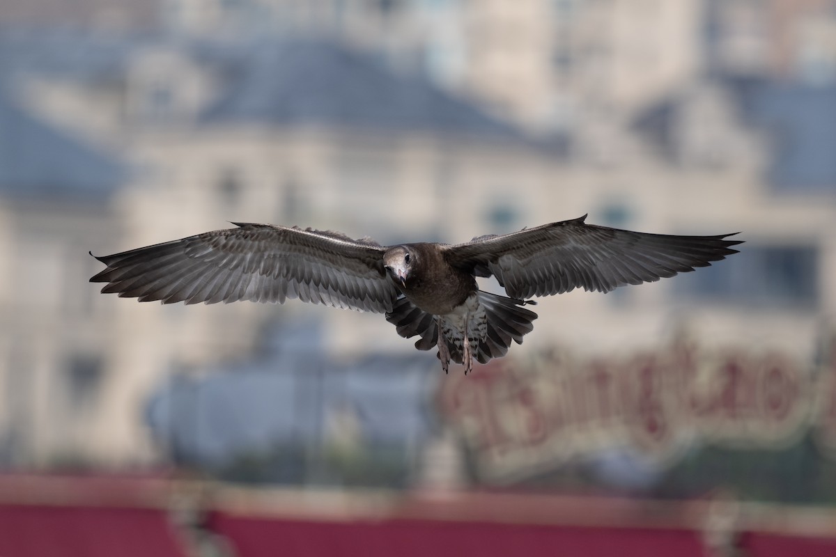 Gaviota Japonesa - ML646509695