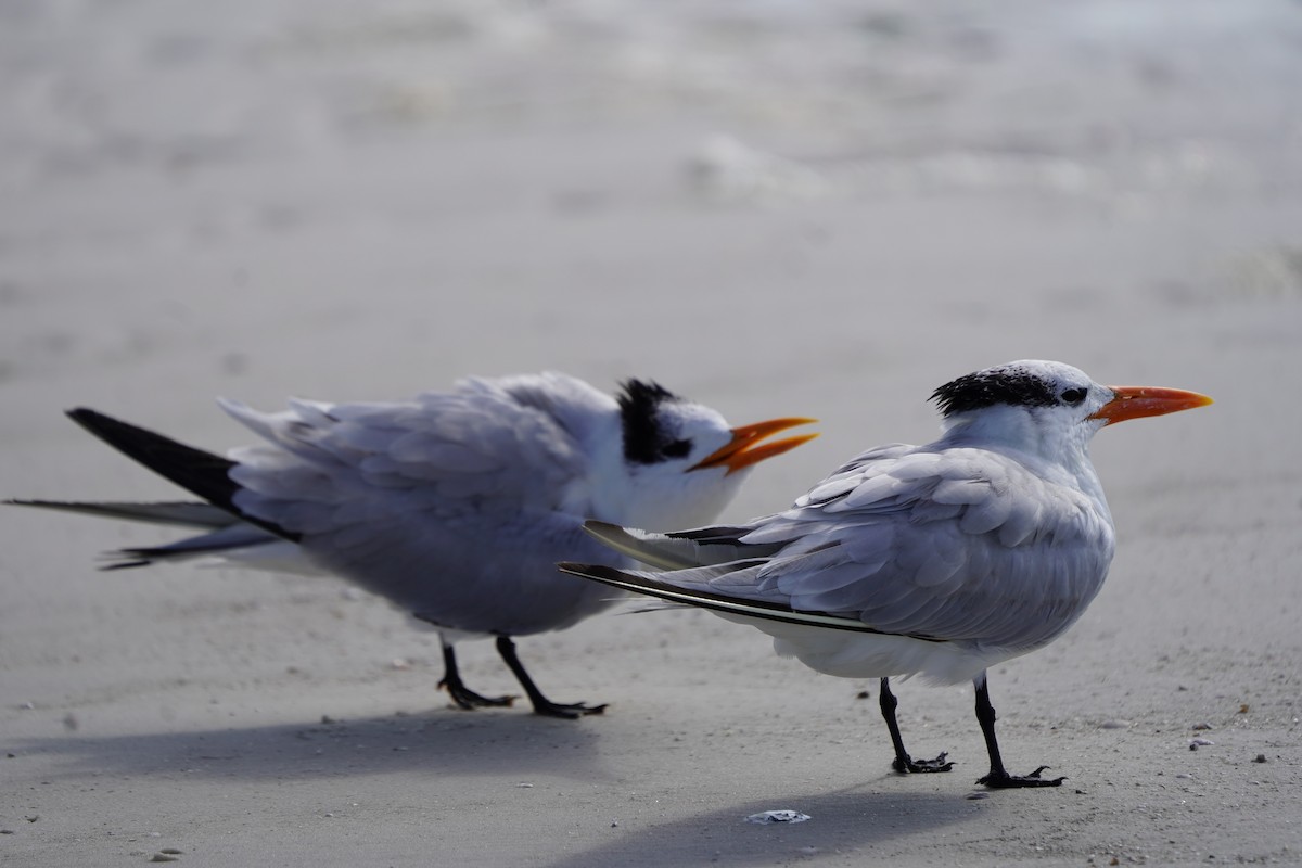 Charrán Real Americano - ML646509699