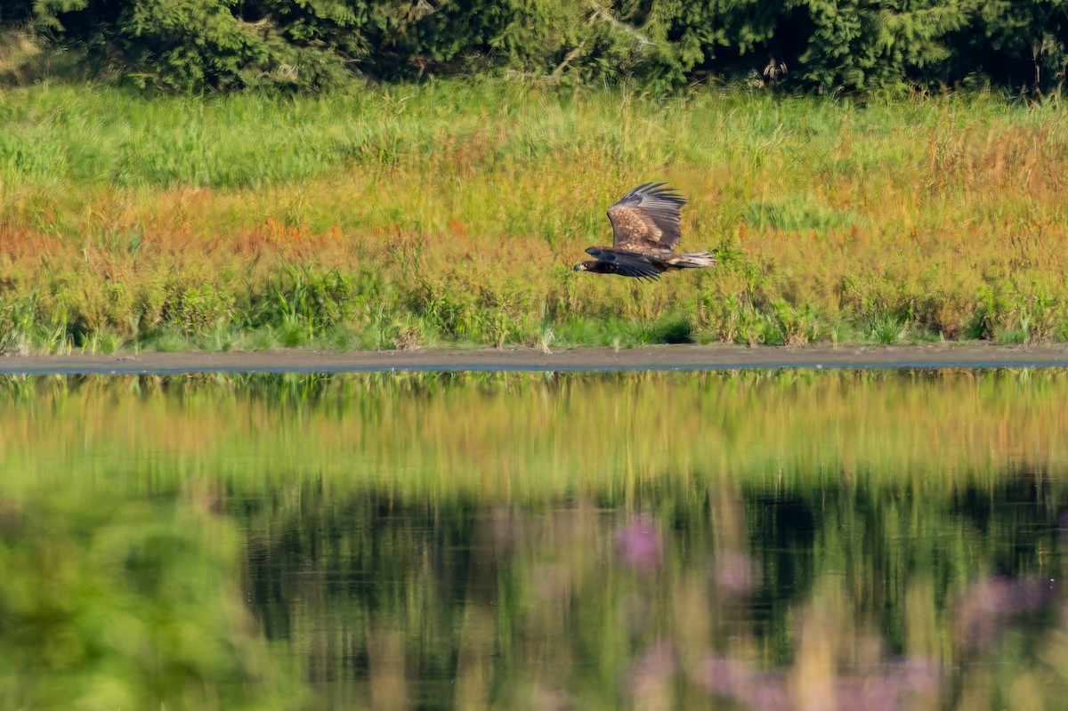 Pigargo Europeo - ML646509701