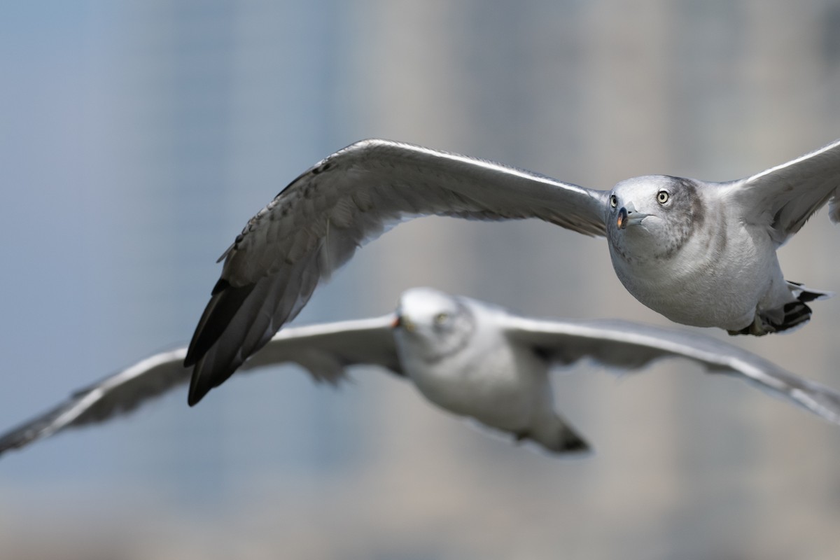 Gaviota Japonesa - ML646509702