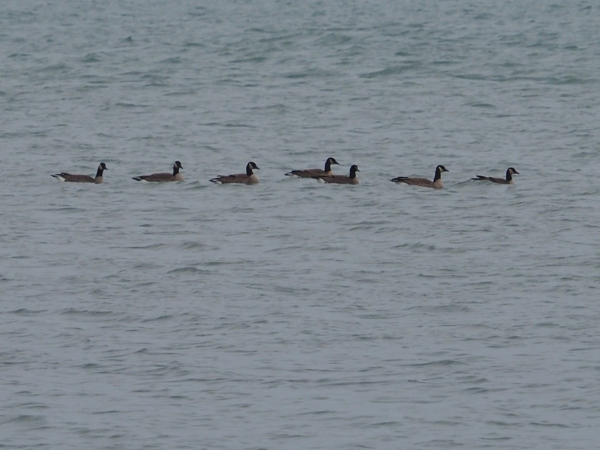 Barnacla Canadiense Grande - ML646509705