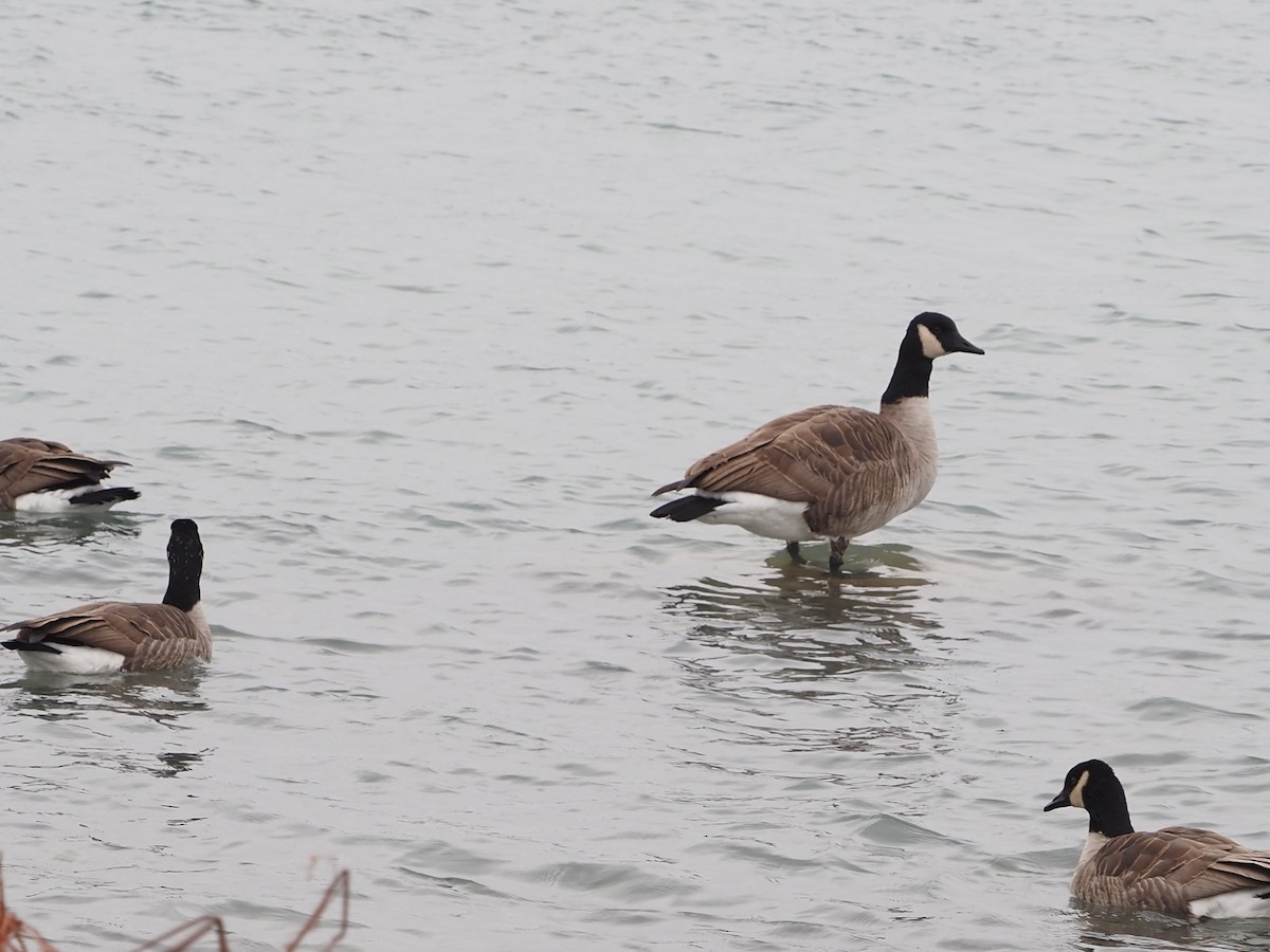 Barnacla Canadiense Grande - ML646509707