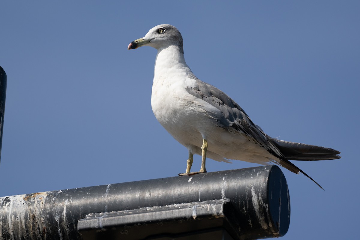 Gaviota Japonesa - ML646509708