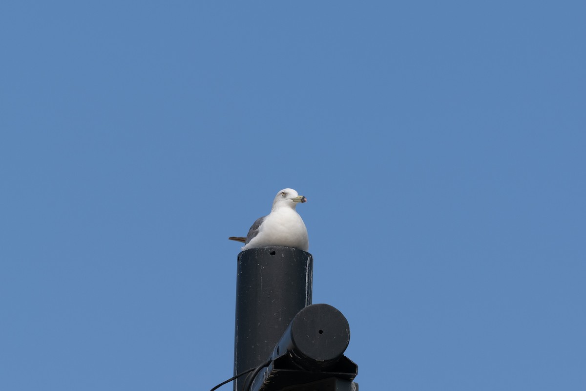 Gaviota Japonesa - ML646509709