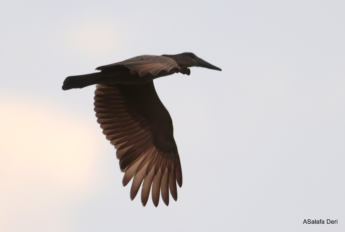 Avemartillo - ML646509710