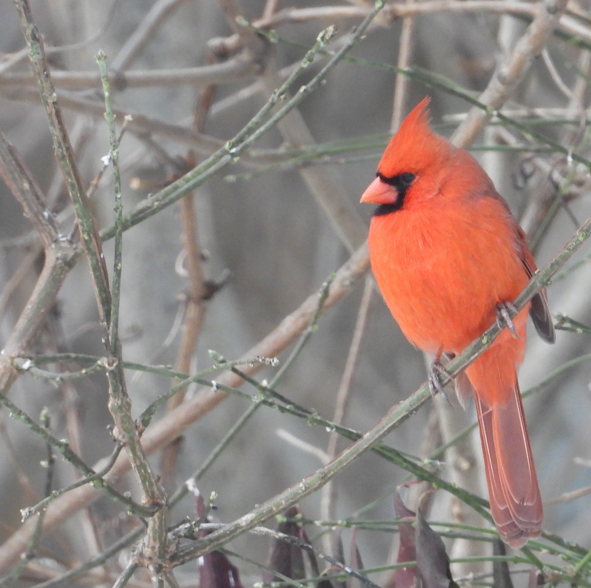 Cardenal Norteño - ML646509711