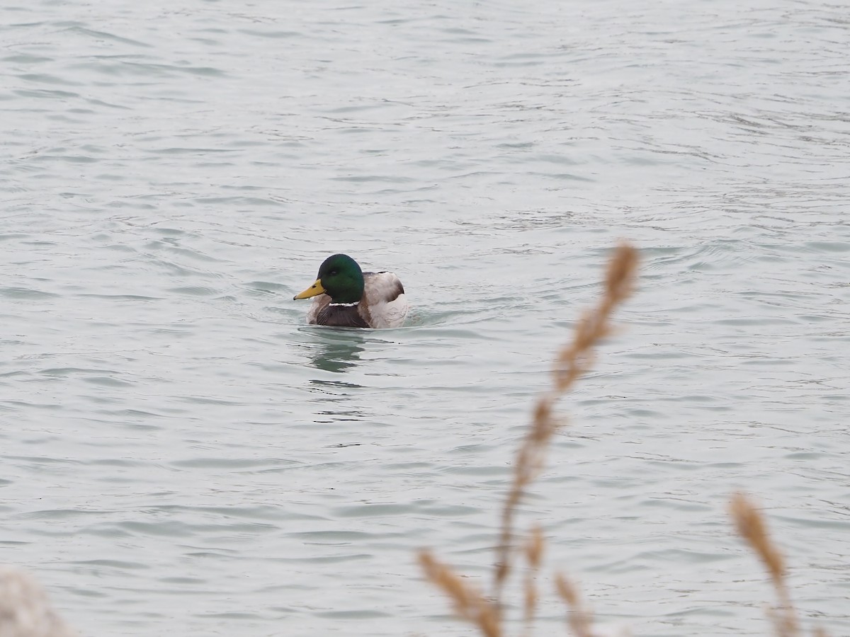 Ánade Azulón - ML646509716