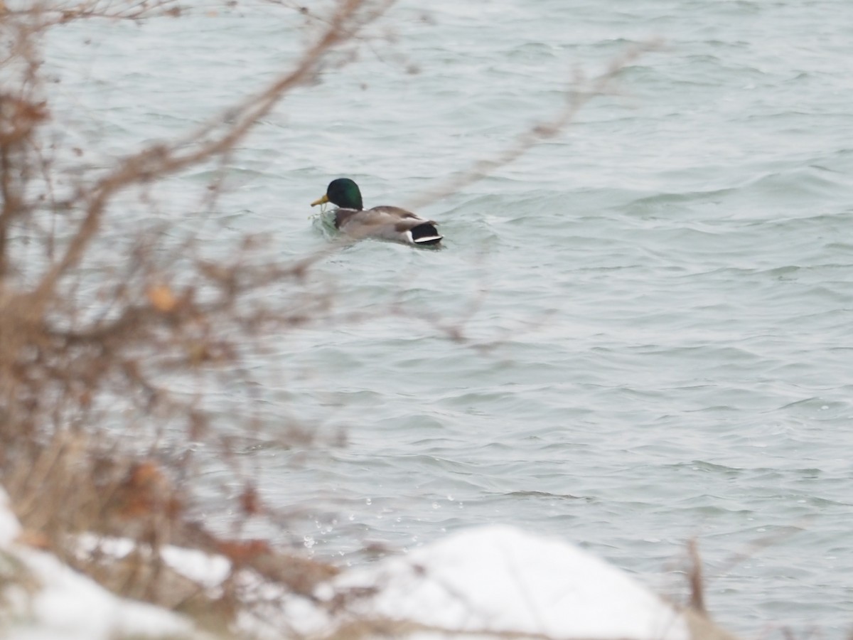 Ánade Azulón - ML646509717