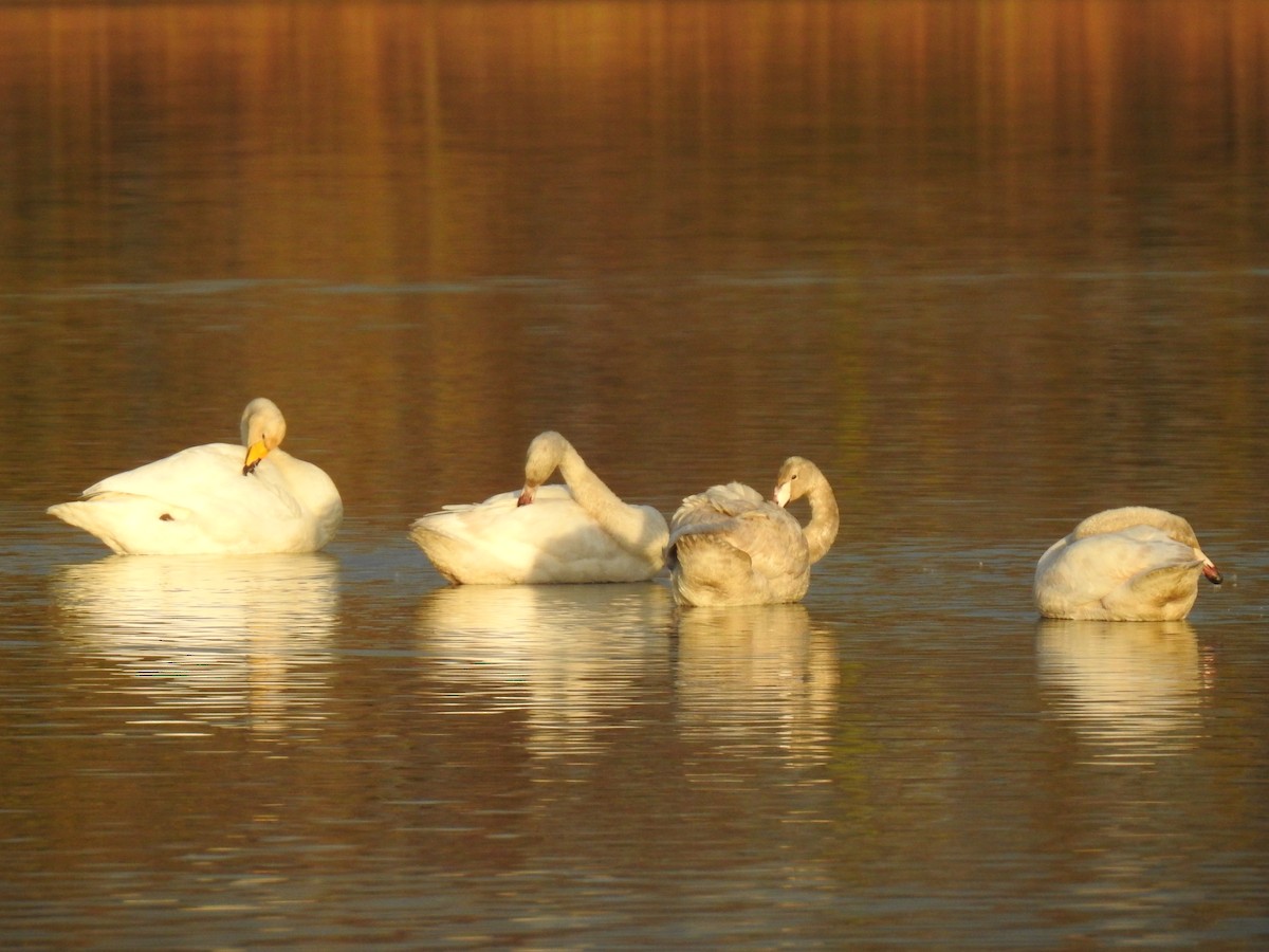 Cisne Cantor - ML646509718