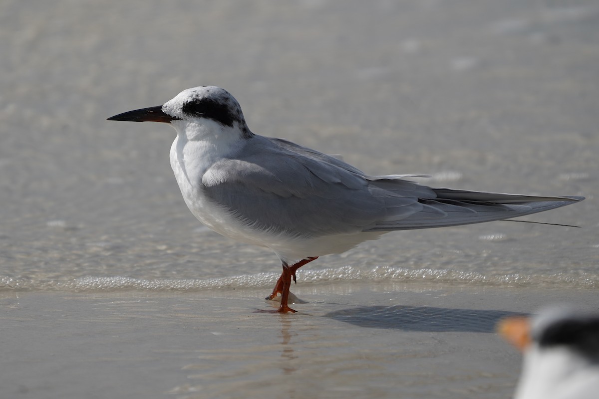 Charrán de Forster - ML646509720