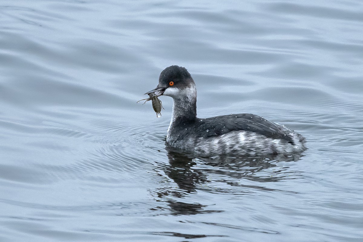 Zampullín Cuellinegro - ML646509723