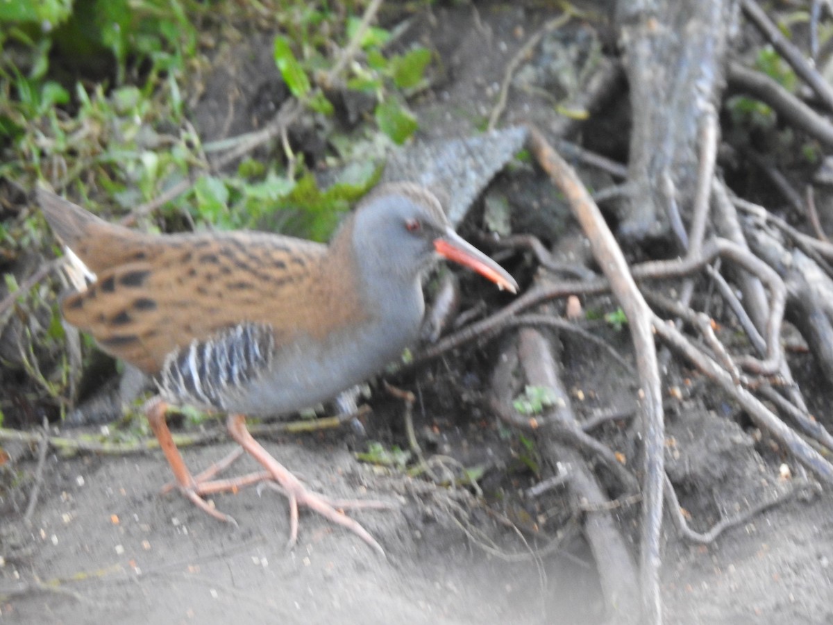 Rascón Europeo - ML646509729