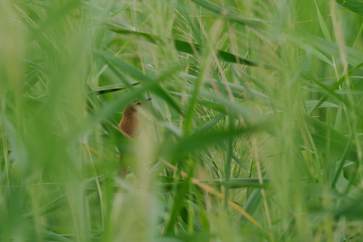 Carricerín Manchú - ML646509730