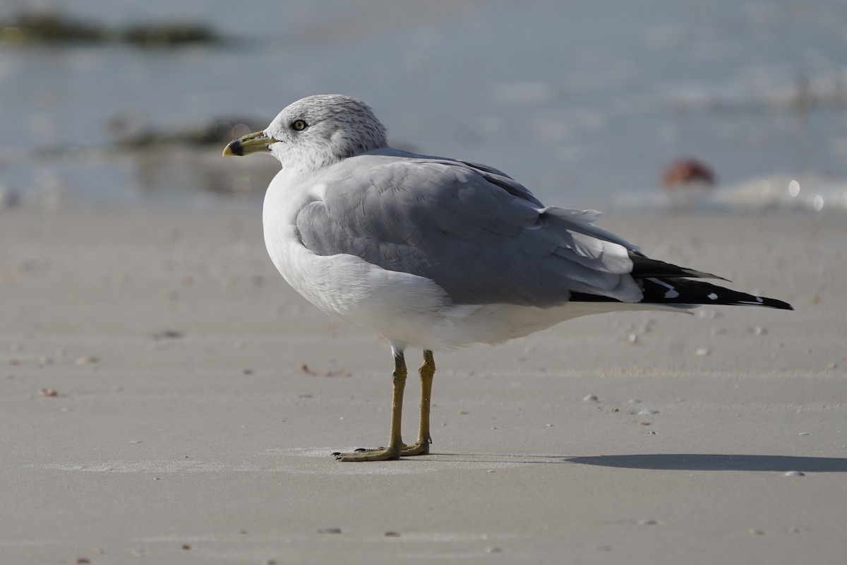 Gaviota de Delaware - ML646509731