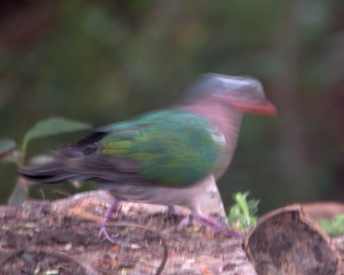 Asian Emerald Dove - ML646509732
