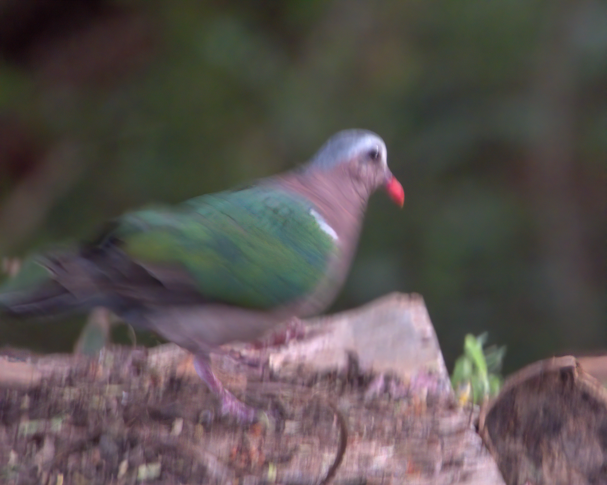 Asian Emerald Dove - ML646509733