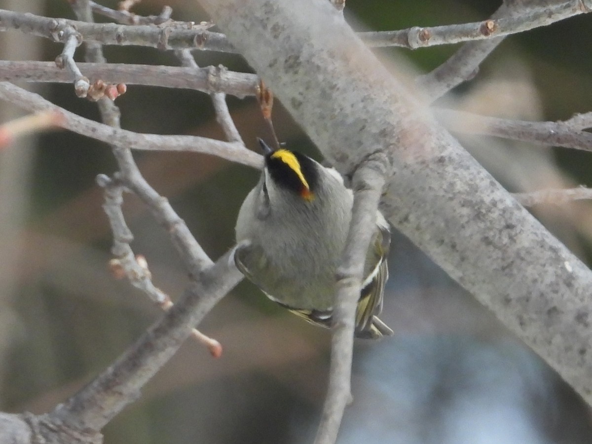 Indianergoldhähnchen - ML646509735