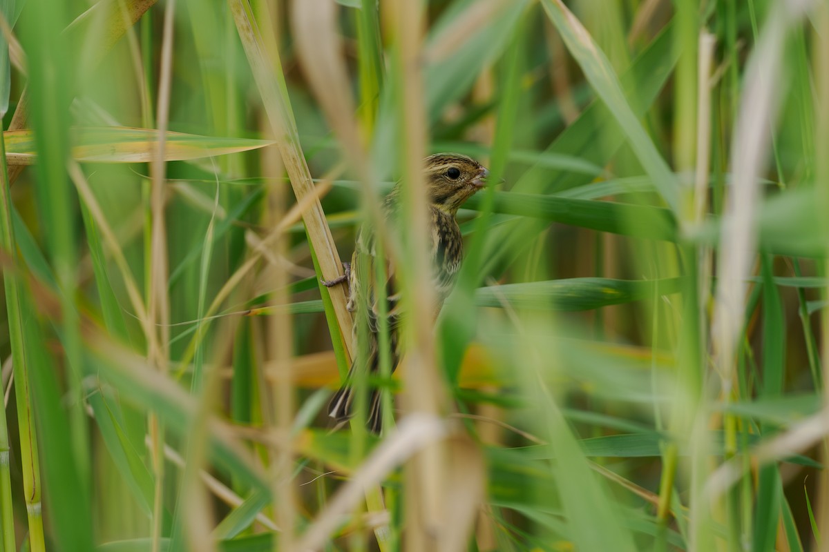 strnad obojkový - ML646509737