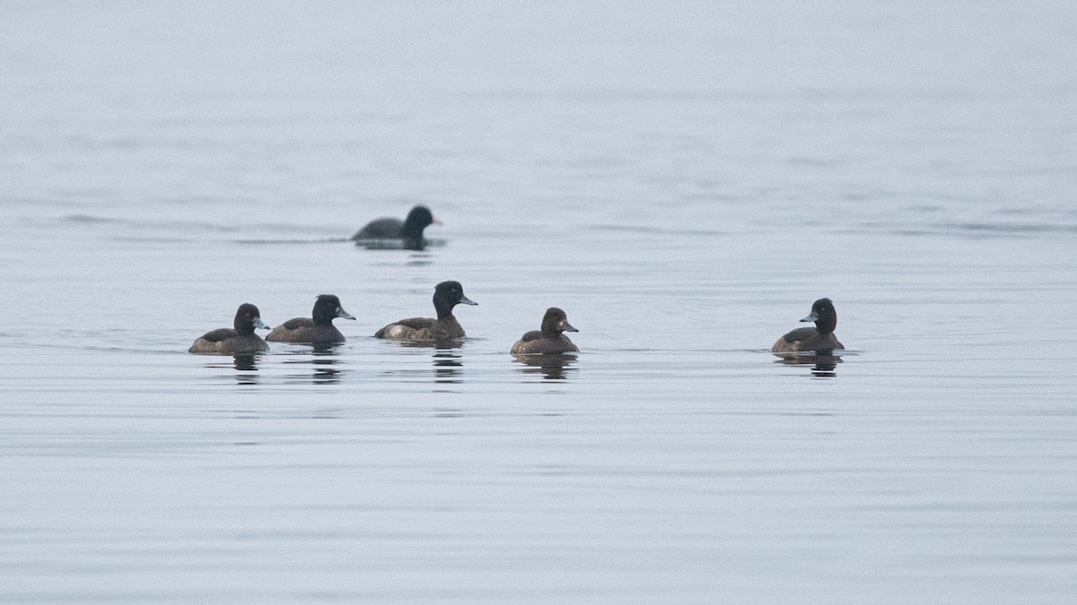 polák chocholačka - ML646509739