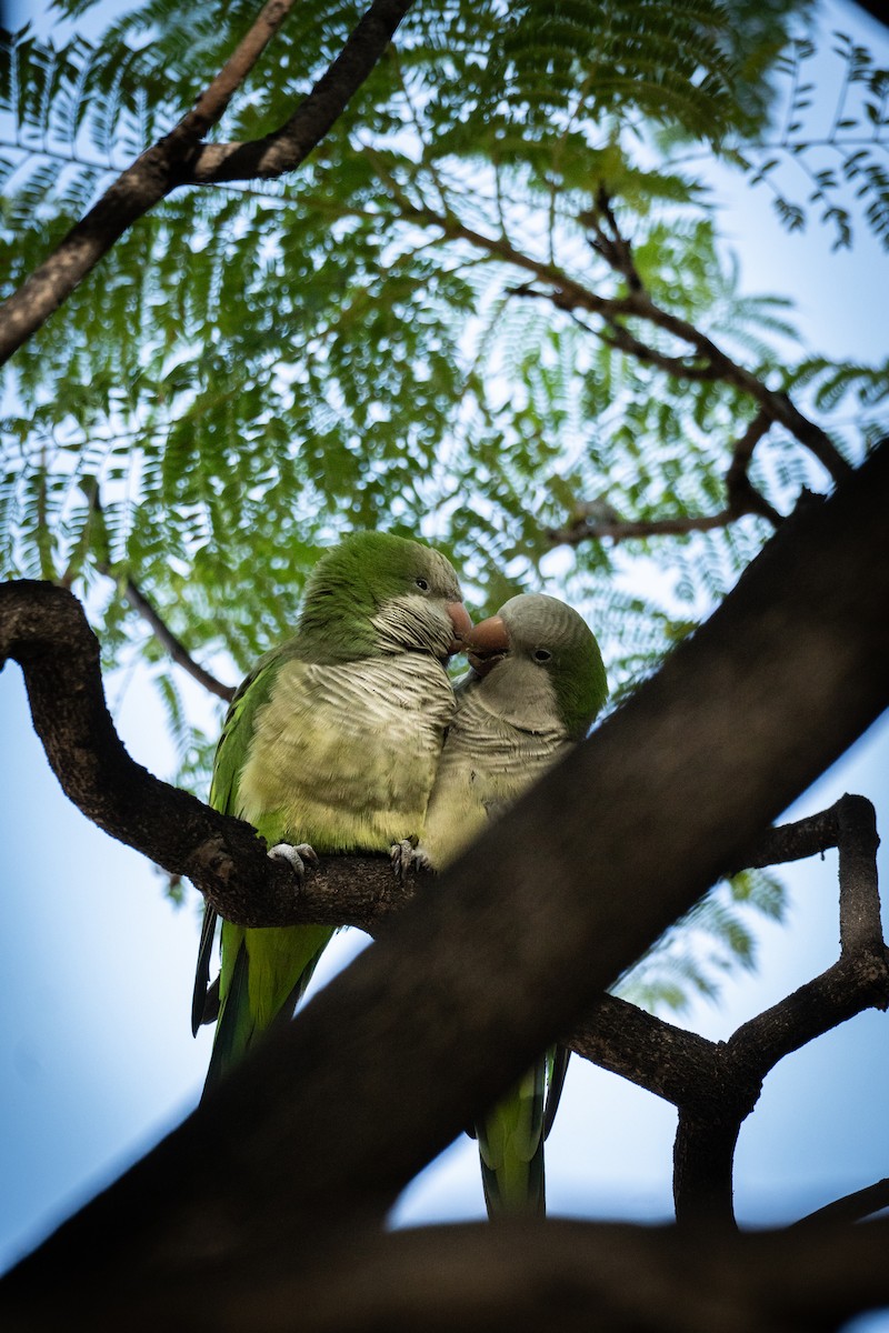 Калита сіроволий - ML646509740