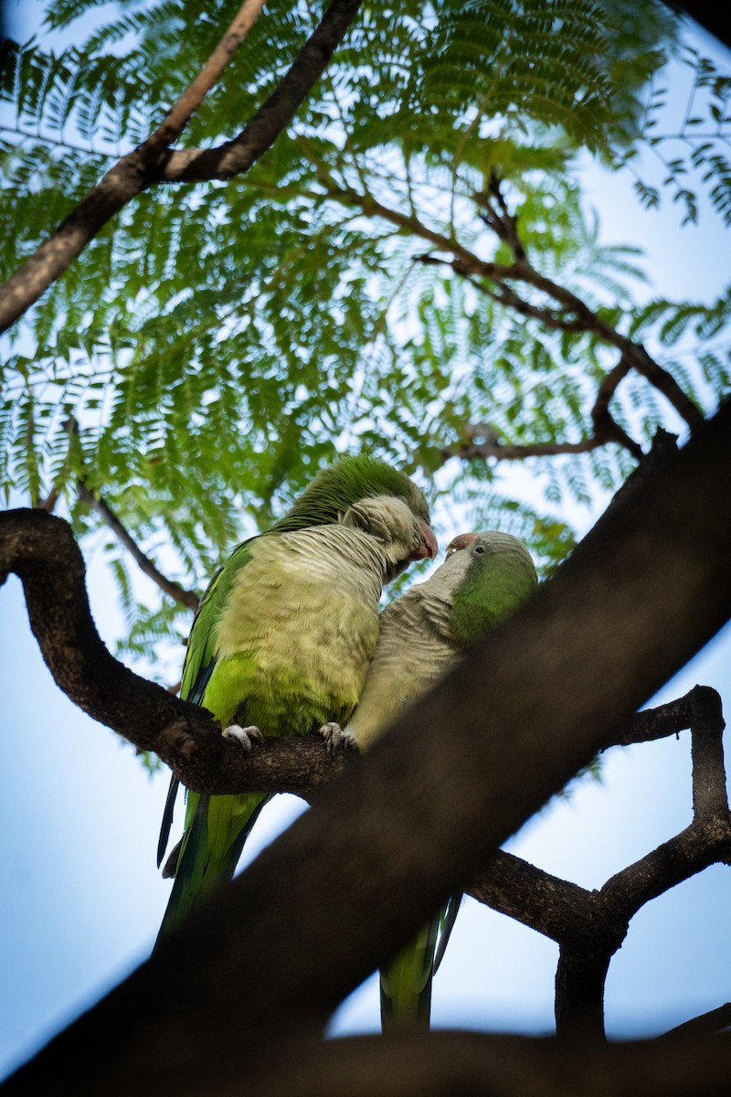 Калита сіроволий - ML646509741