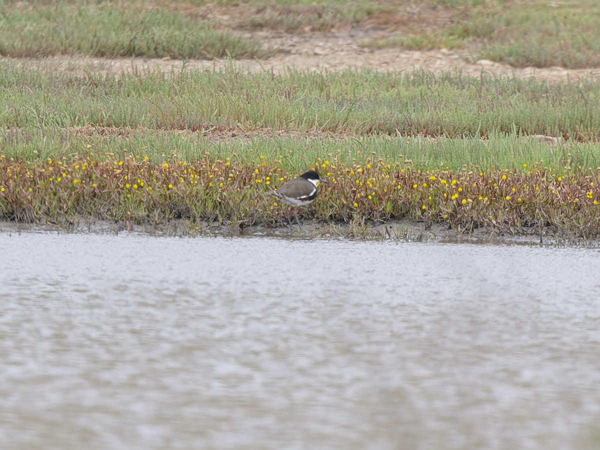 Черногрудый зуёк - ML646509742