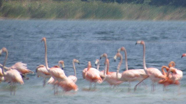 Amerika Flamingosu - ML646509744