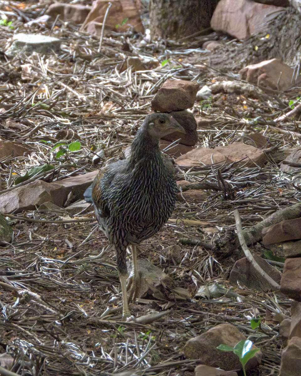 Gray Junglefowl - ML646509745