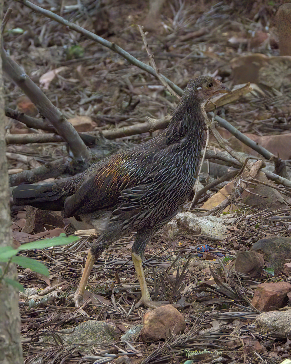 Gray Junglefowl - ML646509747