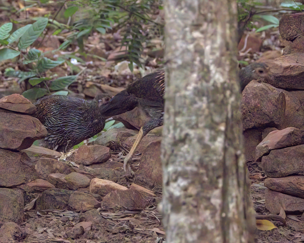 Gray Junglefowl - ML646509748