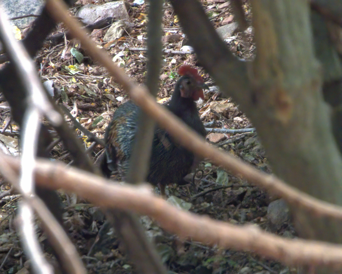 Gray Junglefowl - ML646509749