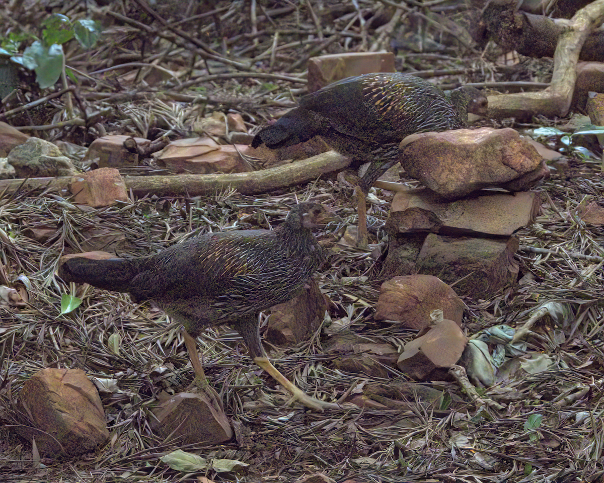 Gray Junglefowl - ML646509750