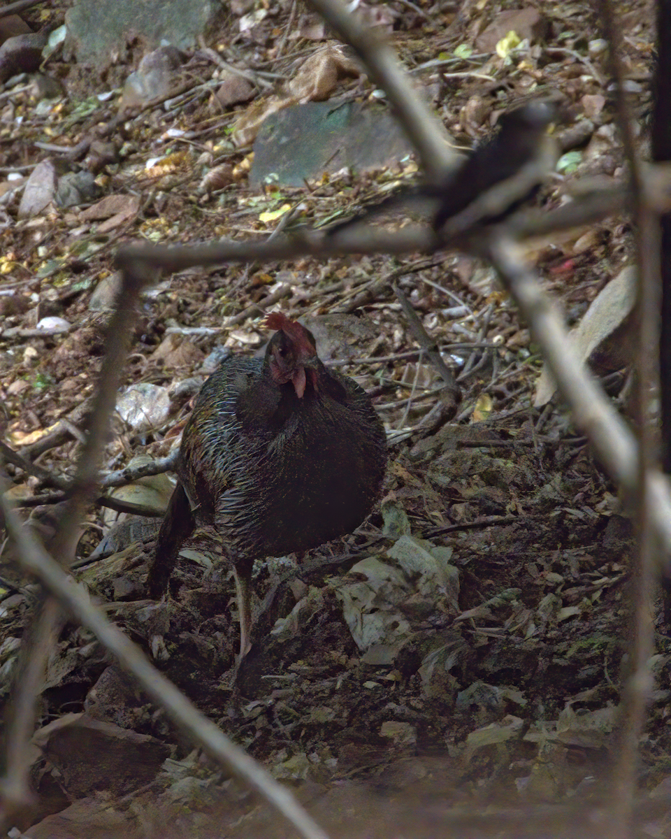 Gray Junglefowl - ML646509751