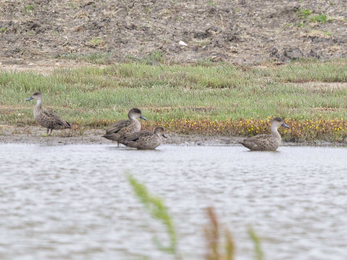 Серый чирок - ML646509752