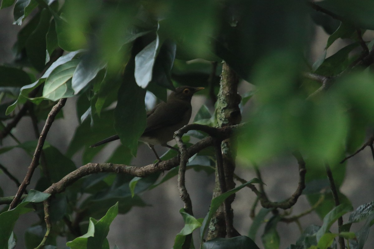 Spectacled Thrush - ML646509764