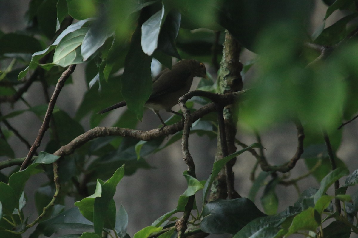 Spectacled Thrush - ML646509765