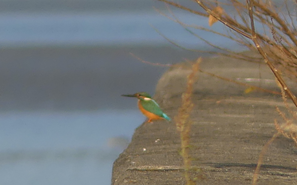 Common Kingfisher - ML646509769