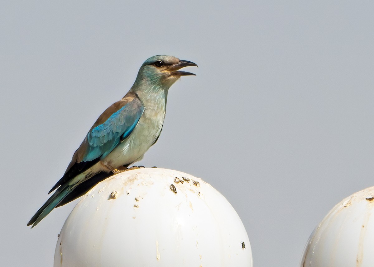 Сизоворонка - ML646509771