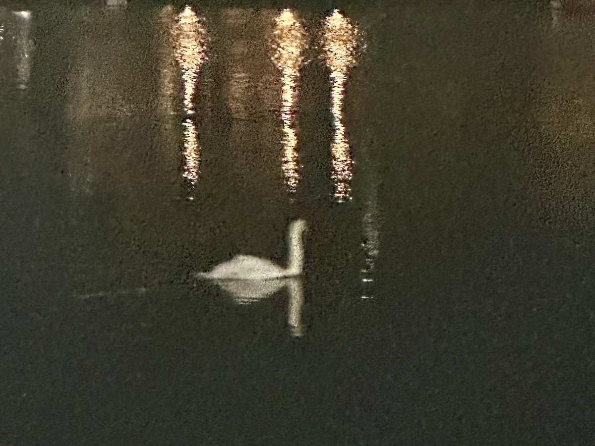 Mute Swan - ML646509772