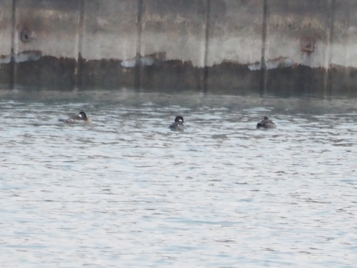 kobberand - ML646509773