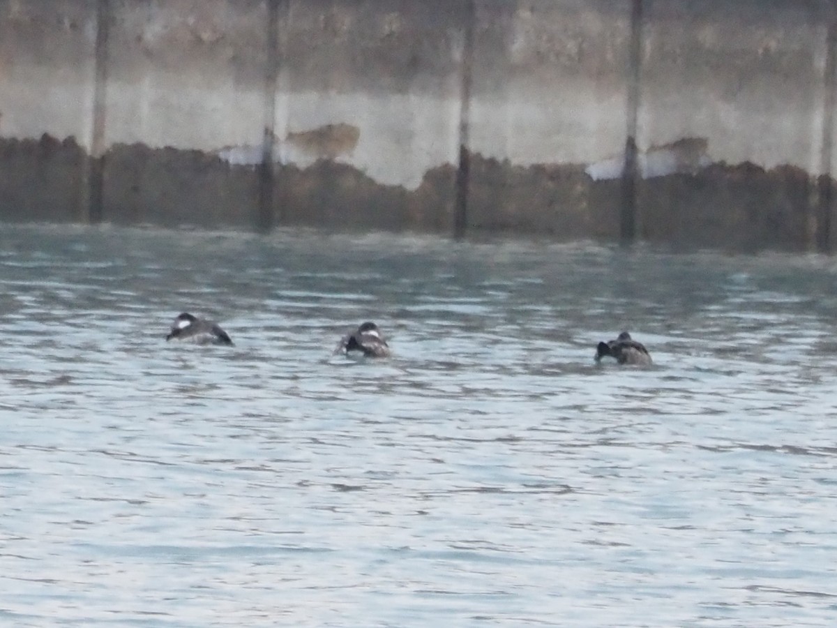 kobberand - ML646509774