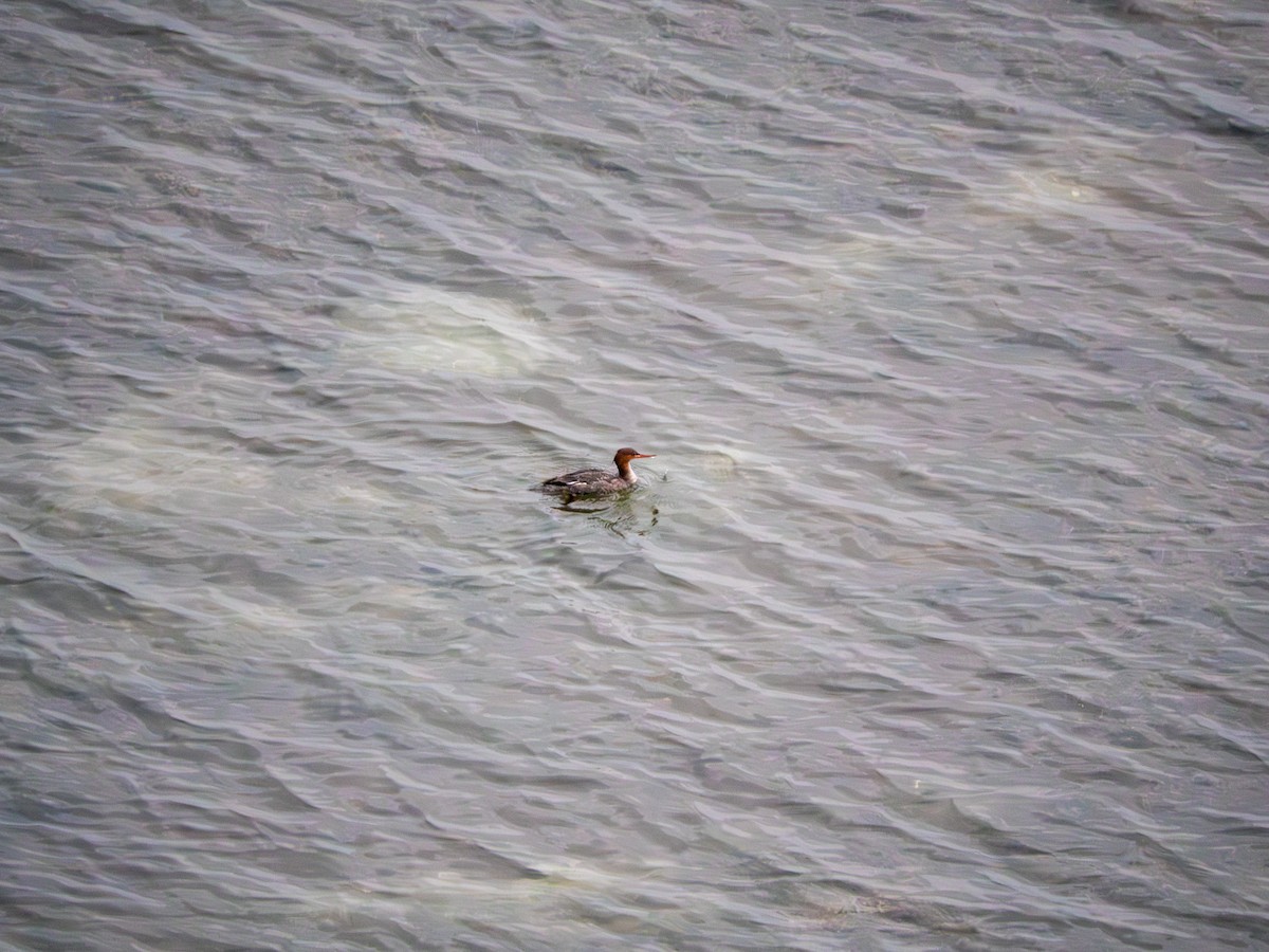 Сэвгэр бохио - ML646509777