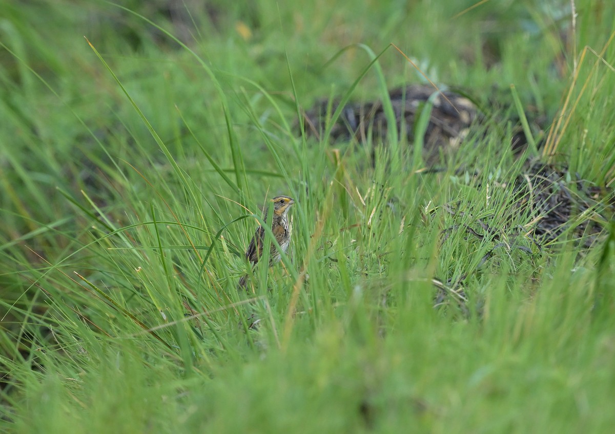 Saltmarsh Sparrow - ML646509779