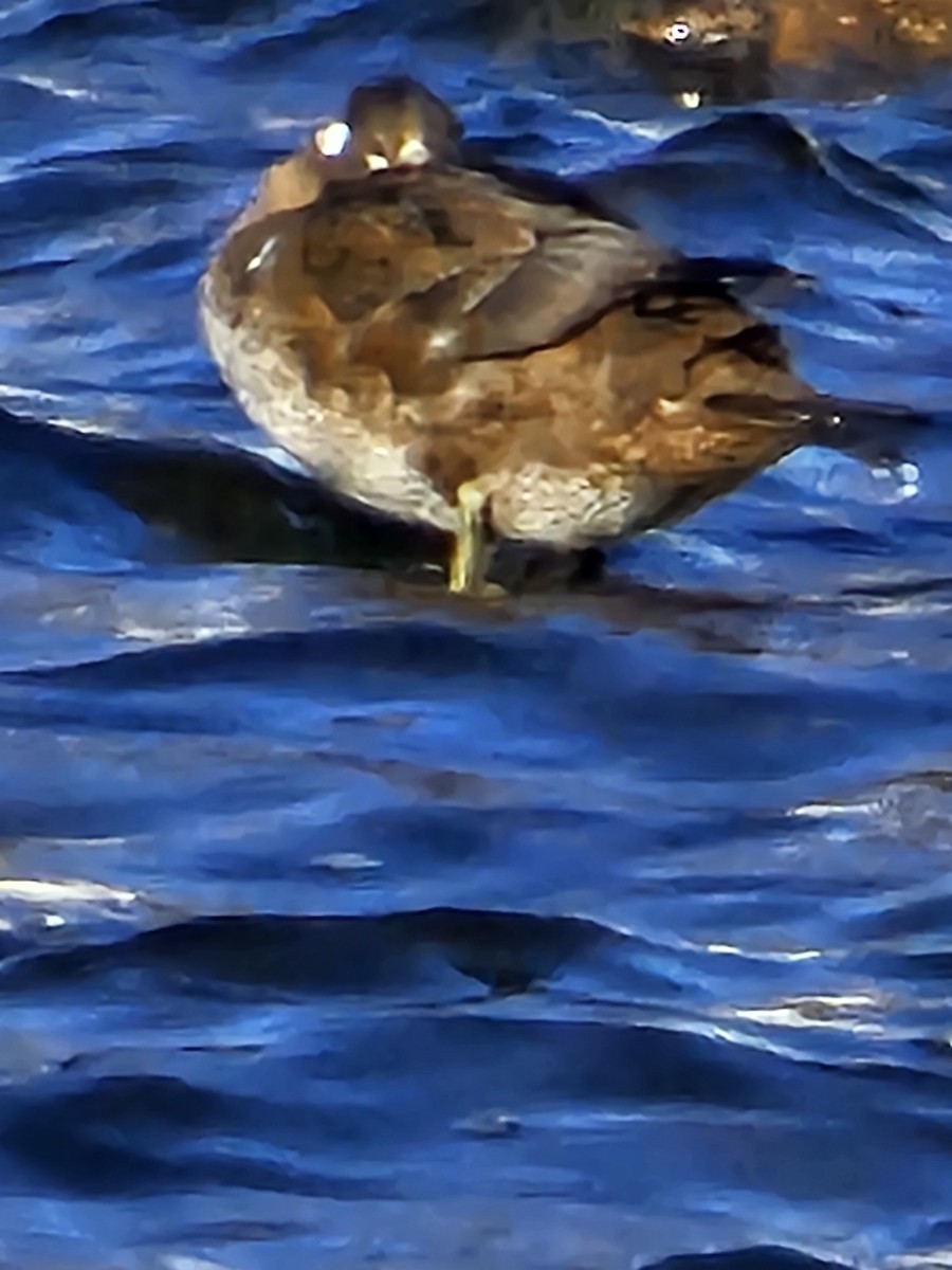 Harlequin Duck - ML646509780