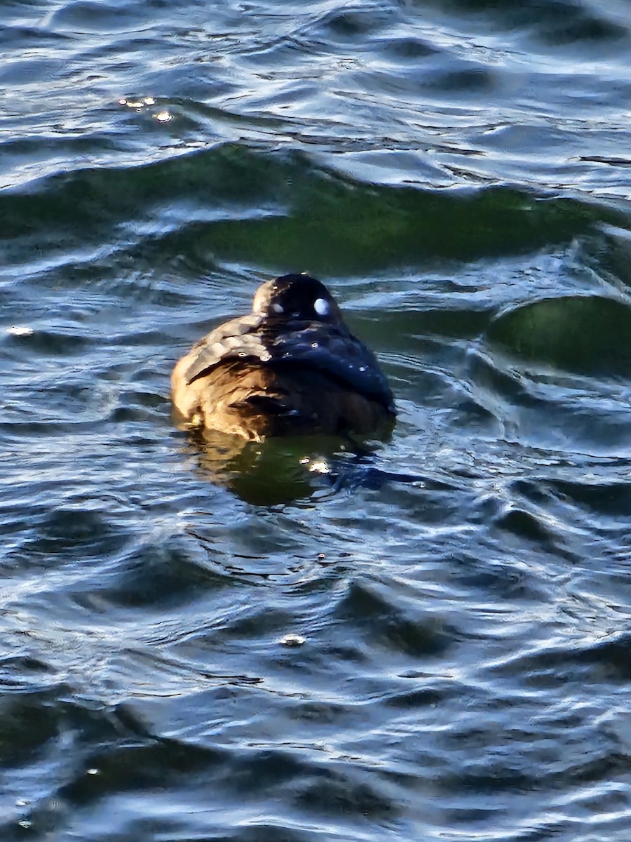 Harlequin Duck - ML646509781