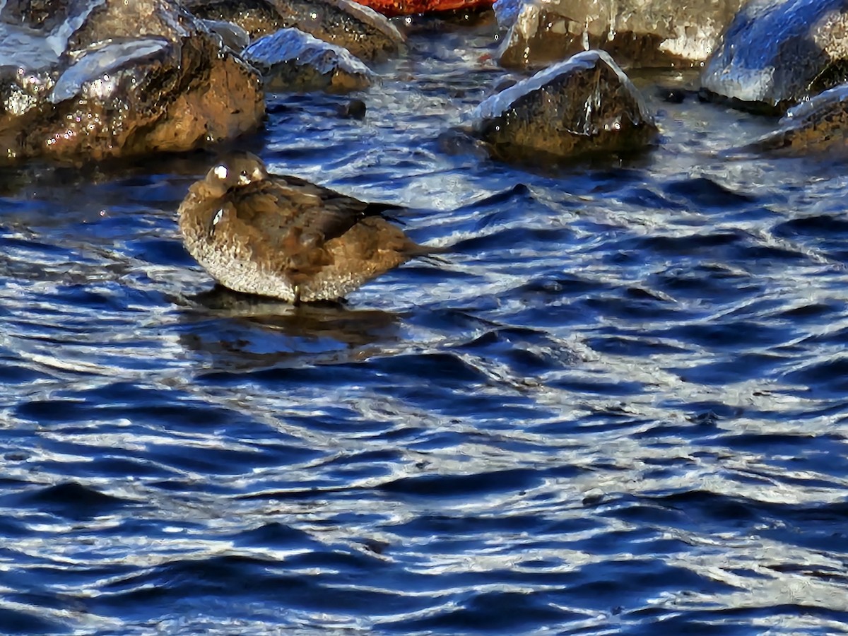 Harlequin Duck - ML646509782